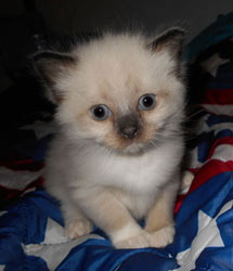 Ragdoll kitten Perrin 1